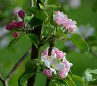 Blomstrende æbletræ Browns cideræble