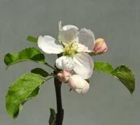 Æbleblomst af sorten Danziger Kant