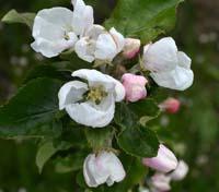 Antonovka Safrannoje apple flower