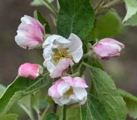 Barritskov æbleblomst