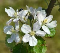 Burgundi æbleblomster i maj