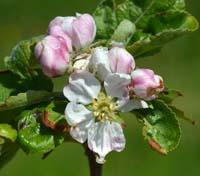 Grossherzog Friedrich von Baden, apple flower