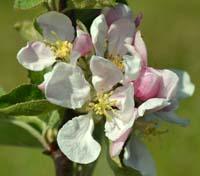 Maglemer apple flowers