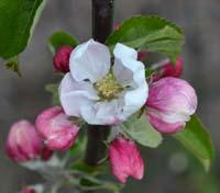 Skovfoged æbleblomst