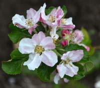 Von Zuccalmaglio Reinet apple blossom