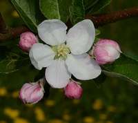 Bellida æbleblomst