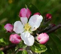 Borsdorfer æbleblomster