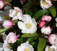 Malus floribunda, paradisæbleblomst