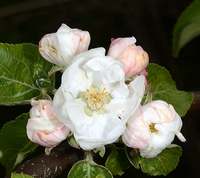 Frørups æbleblomst