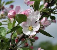 Ahrista apple flower