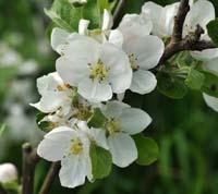 Brændekilde æbleblomst