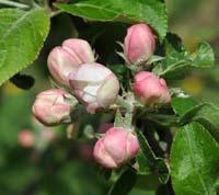 Gravenstener apple flower