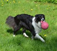 Hunden Bella Boskob spiller fodbold