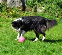 Bella spiller fodbold