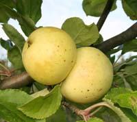 Bulmers Normann cider apple 