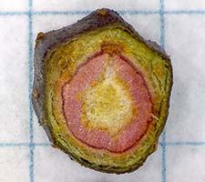Cross section of the scion, which has absorbed water with red food coloring.
