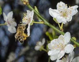 Blooming mirabelle. Its a sign for me to start grafting.