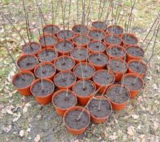 Rootstocks in pots