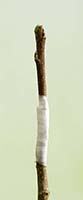 Whip and tongue grafting 
