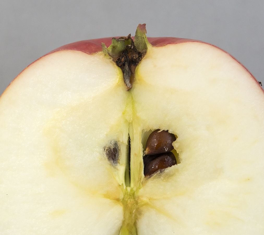 Api, Pomme d'Api, æble | Meget gammel æblesort