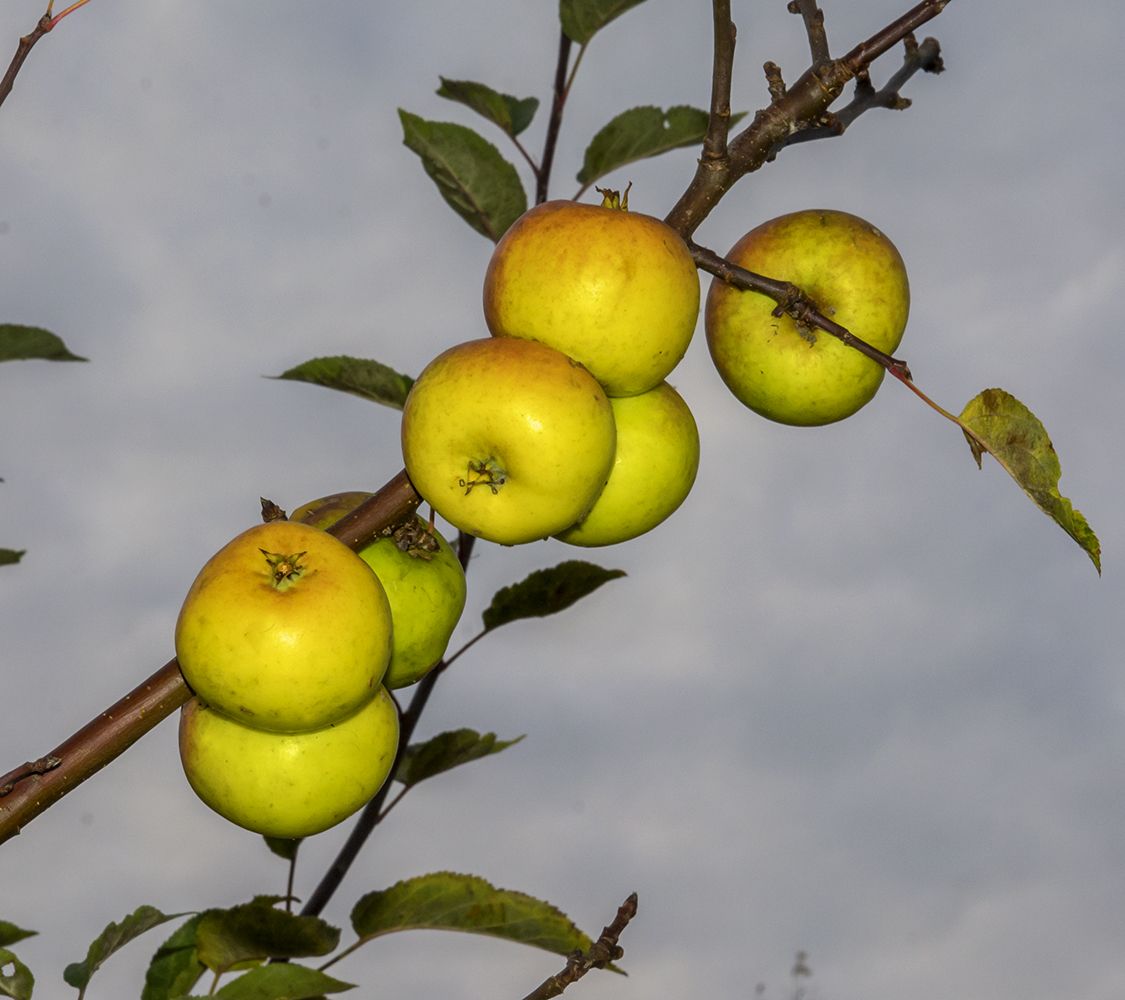 Api, Pomme d'Api, æble | Meget gammel æblesort
