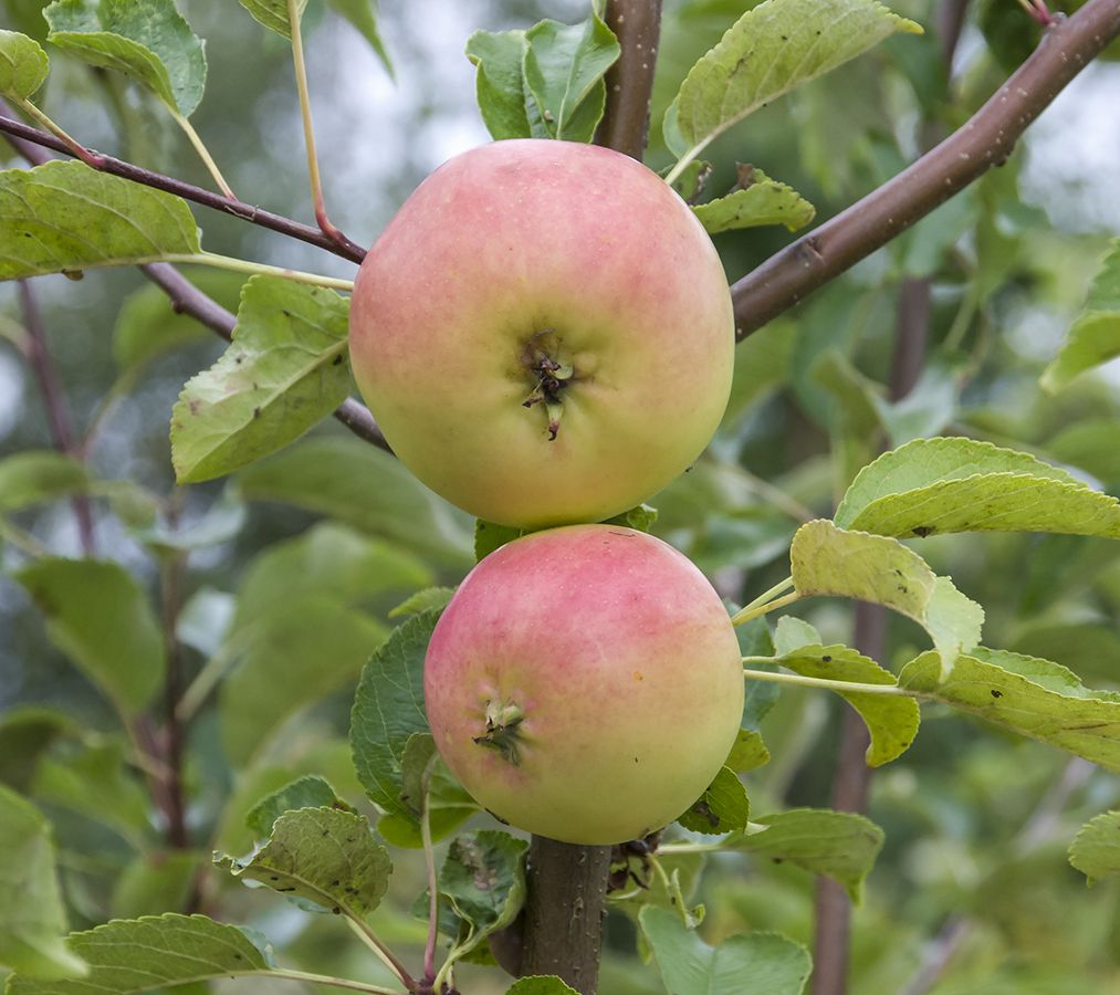 Api, Pomme d'Api, æble | Meget gammel æblesort