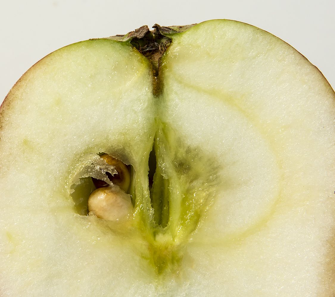 Sävstaholm æble - sävstaholm äpple