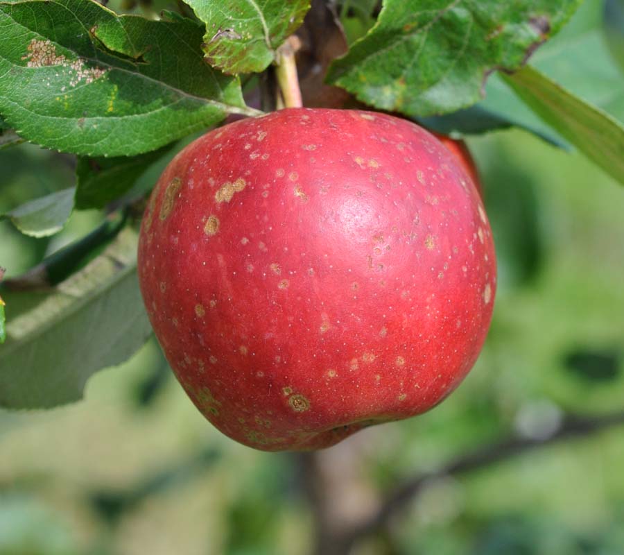 Sunrise Apple | Early eating apples