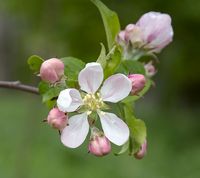 Rubinola æbleblomst