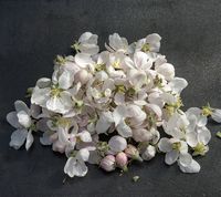Indsamlede æbleblomster