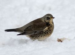 Sjagger med æble i sneen