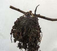 Kinesisk aflægning med udviklet rod