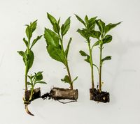 Roots with sprouts are divided