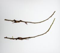 2 grene der sad vandret har dannet rødder