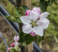 Økologisk æble | Collina æbleblomst
