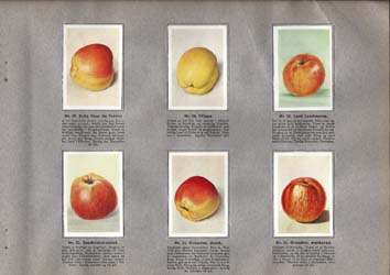 Samlebilleder af æbler fra Kara's Danske Frugtsamling