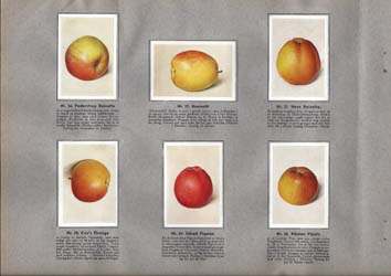 Samlebilleder af æbler fra Kara's Danske Frugtsamling