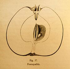 C. Matthiesens illustration af Frørup æble