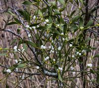 Mistelten planten bliver større og større år for år