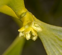 Mistelten han blomst