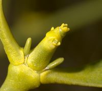 Mistelten hun blomst