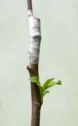 Shots on rootstocks i remove as they come
